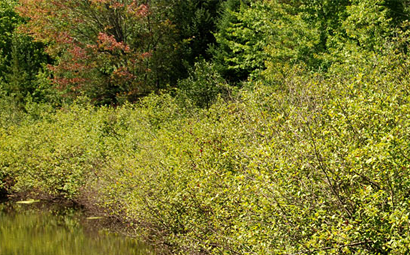 Reduce Tick Exposure By Avoiding Wooded Area