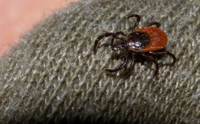 Remove ticks from clothes