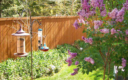 Bird feeders can attrack ticks