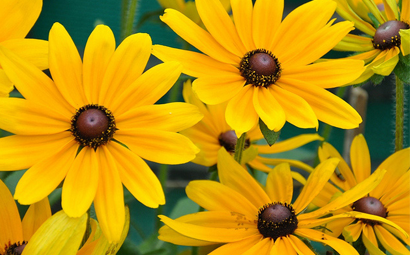 Plant deer resistant plants to deter deer