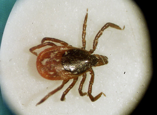 US Officials Report Record Number of Tick Diseases
