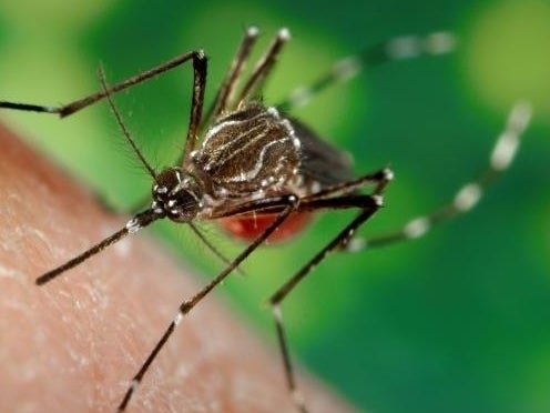 Deadly Mosquito Virus Grows In NJ