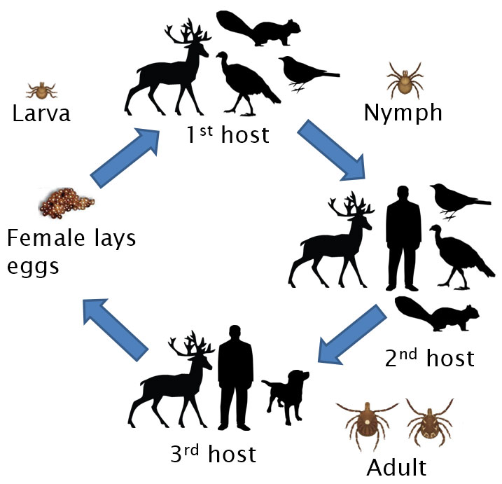 Lone Star Tick Life Cycle