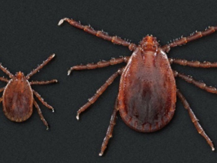 Tick will be rampant along the East coast this summer