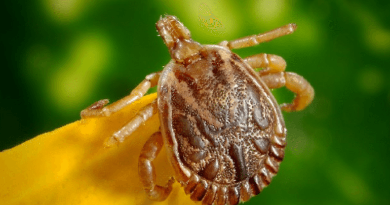 The Powassan Virus and Dogs