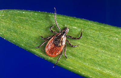 The Powassan Virus Blacklegged Tick Vector