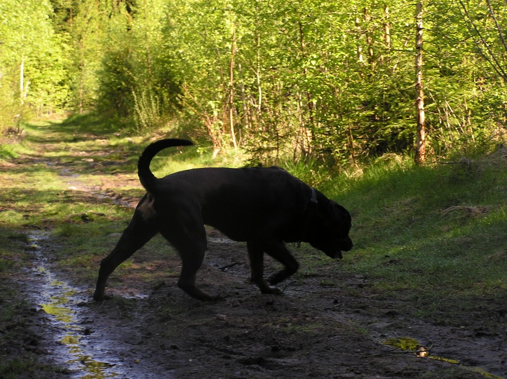 Tiny ticks can cause big problems for dogs