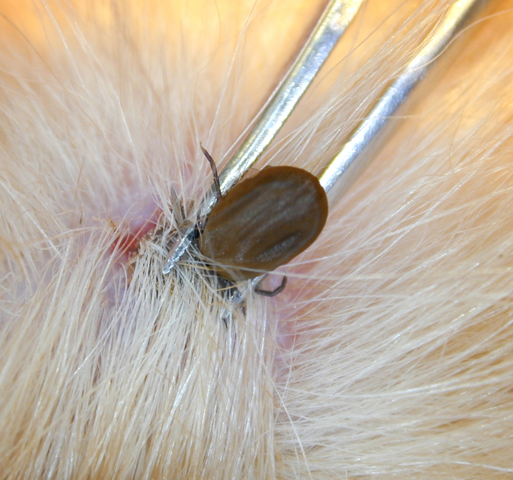 Removing an embedded tick from a dog