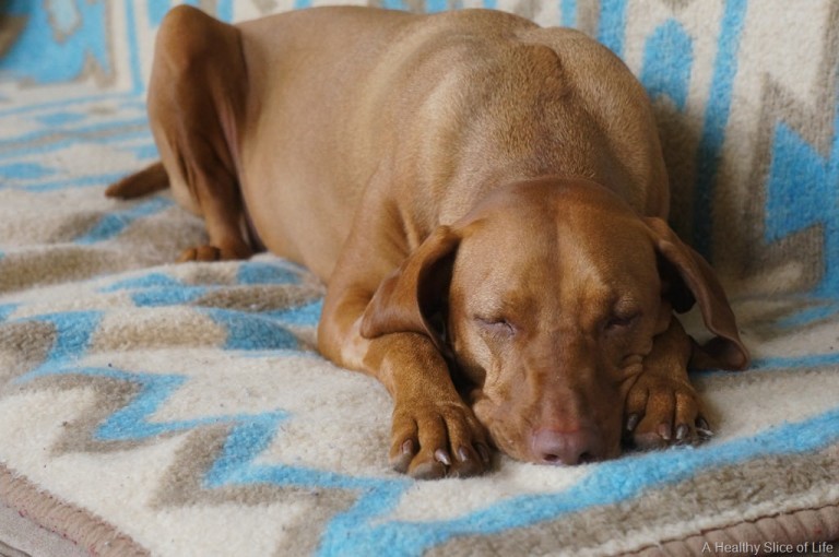 Dog with Rocky Mountain Spotted Fever