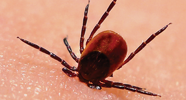Information About The Lyme Disease In New Jersey