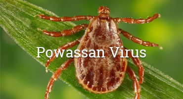 Information About The Powassan Virus In New Jersey