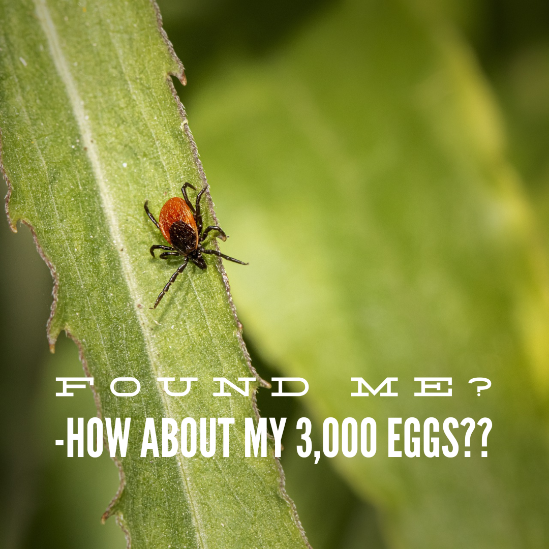One Tick Can Lay 3000 Eggs