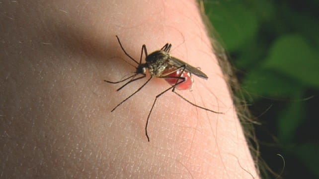 New Jersey Mosquito Control