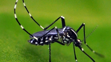 Asian Tiger Mosquito Native To New Jersey