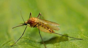 Northern House Mosquito Native To New Jersey