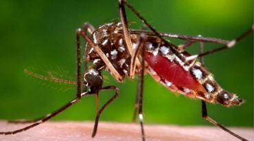 The Asian Tiger Mosquito Is Known To Cause The Zika Virus