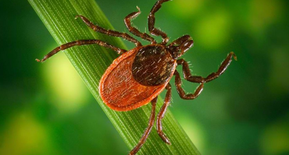 Ticks and Anaplasmosis in NJ
