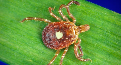 Ticks and Ehrlichiosis in NJ