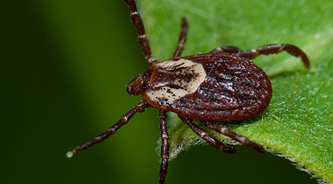 American Dog Tick Native To New Jersey