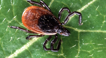 Black Legged Deer Tick Native To New Jersey