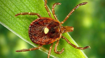 Lone Star Tick Native To New Jersey